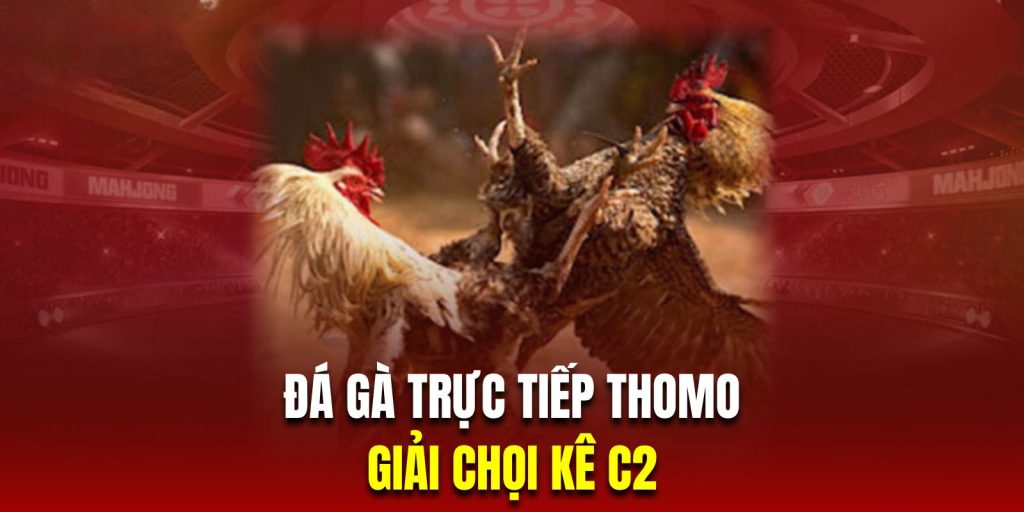 Đá gà trực tiếp Thomo C2 là giải đấu chọn ra chiến kê bước vào chung kết C1