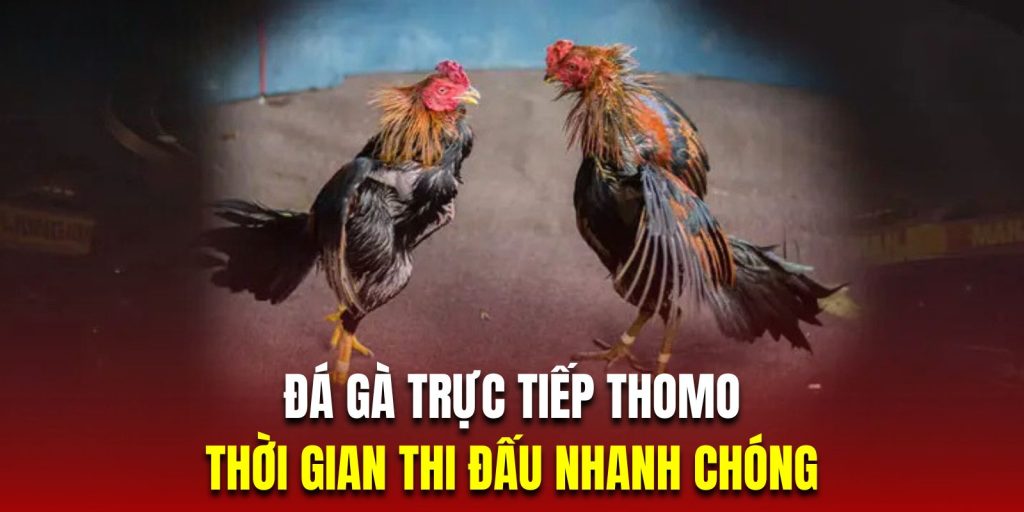 Những trận đá gà Thomo tại nhà cái sẽ diễn ra trong vòng vài phút